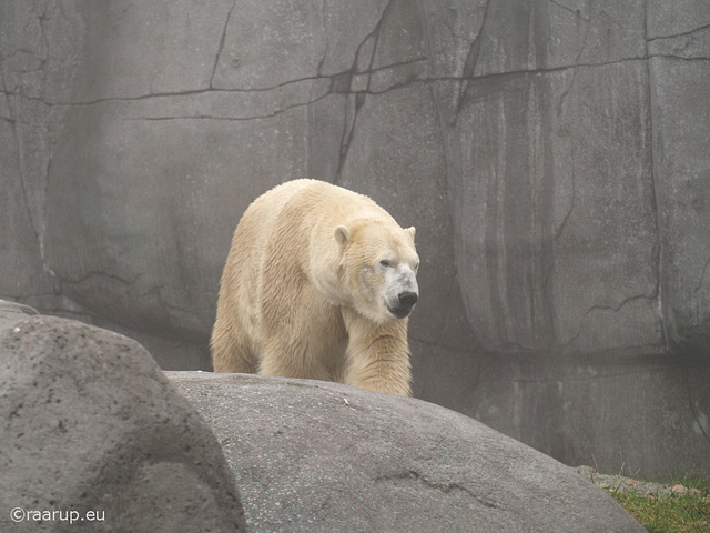 Polar bear Ivan, 1