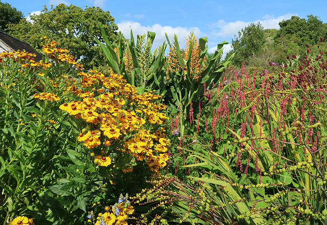 Helenium, hedychium, polygonum and sanguisorba