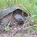 Snapping Turtle