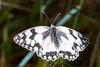 Iberian Marbled White-DSA 7044