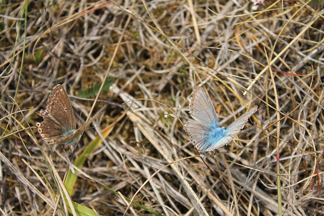 Argus bleus, le mâle et la femelle