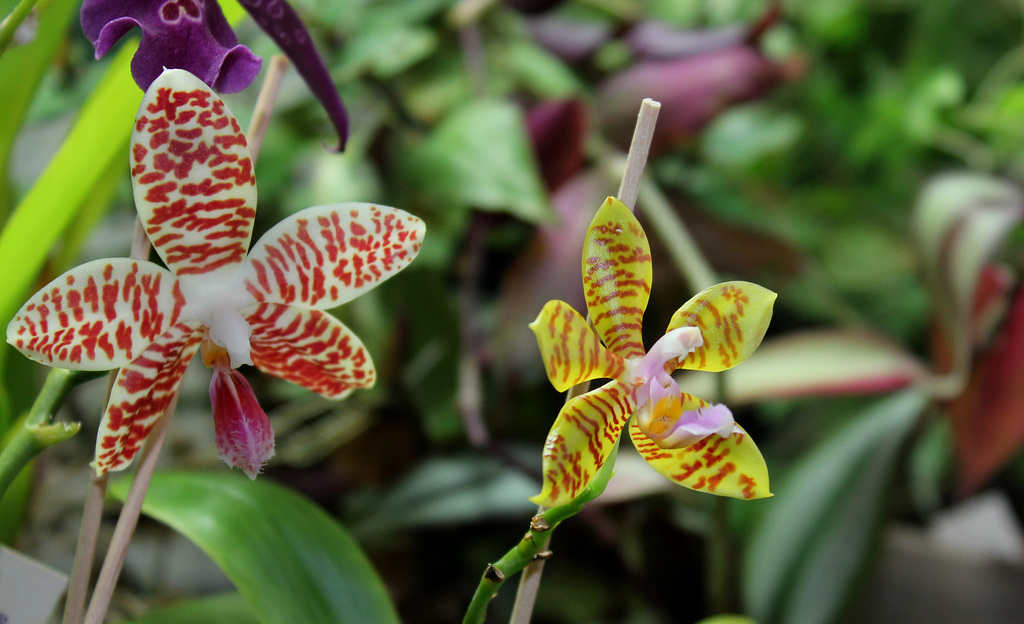 Phalaenopsis sumatrana et thalebani