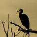 Great Blue Heron silhouette