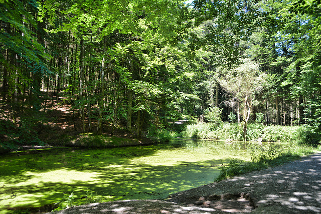 An oasis of greenery