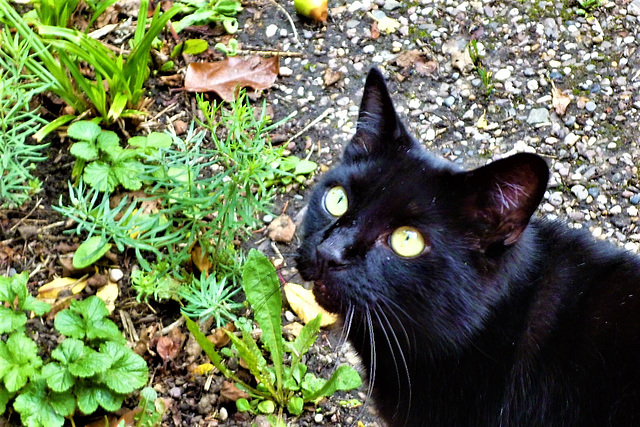 Lovely picture of Pippin watching a butterfly