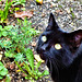 Lovely picture of Pippin watching a butterfly