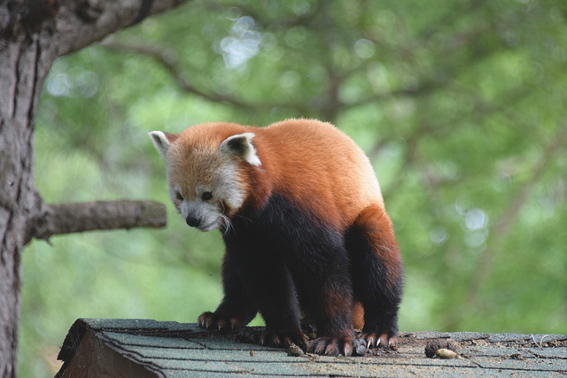 Edinburgh Zoo (18) - 2 August 2019