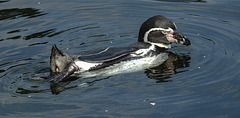 20190901 5622CP w[D~VR] Humboldtpinguin, Vogelpark Marlow