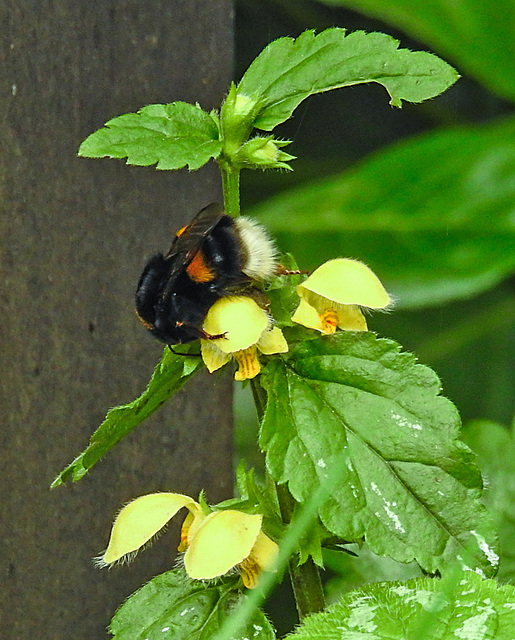 20210501 0143CPw [D~LIP] Dunkle Erdhummel, Goldnessel (Galeobdolon luteum agg), Bad Salzuflen