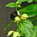 20210501 0143CPw [D~LIP] Dunkle Erdhummel, Goldnessel (Lamium galeobdolon), Bad Salzuflen