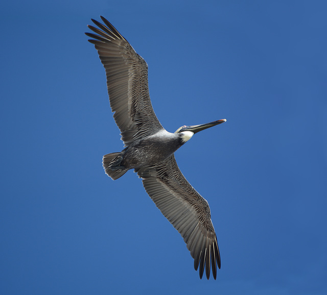 Dominican Republic, Pelican in the Blue Sky