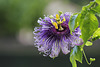 Passiflora Byron Beauty