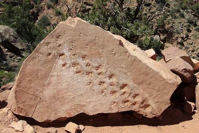 Fossil Lizard Tracks