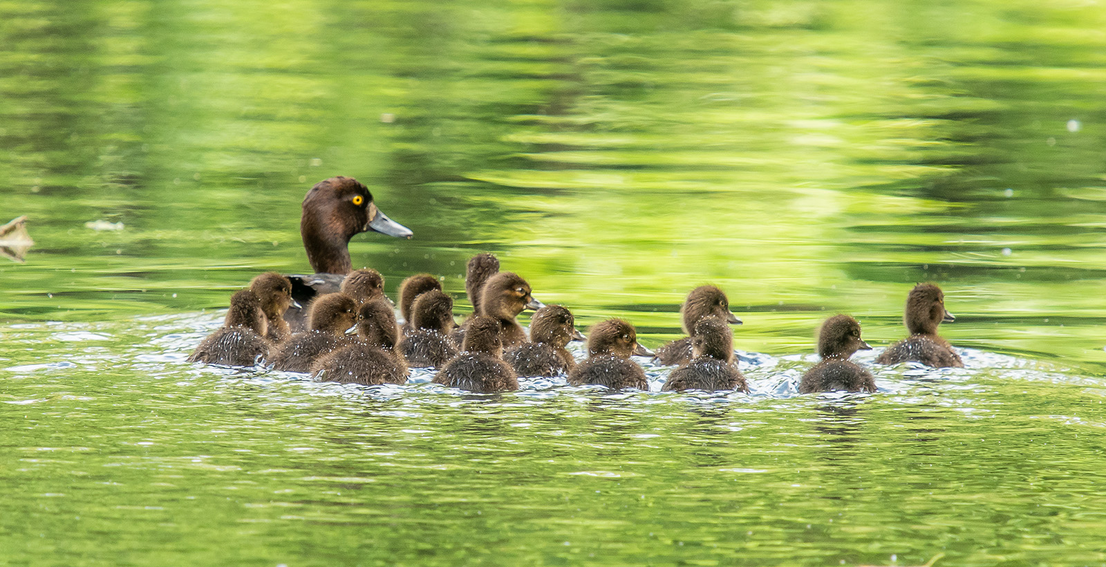 Tufted duck family