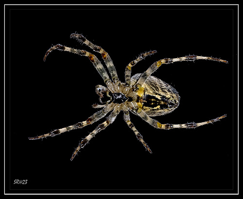 Orb Weaver