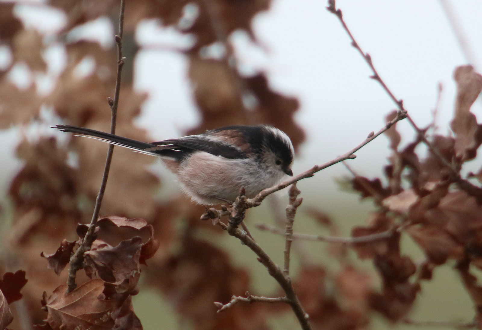 un de mes oiseaux preferes ........la mesange à longue queue !!