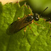 IMG 7620 Sawfly