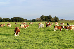 Cows