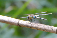 Migrant Hawker (Aeshna mixta) 3 (3)