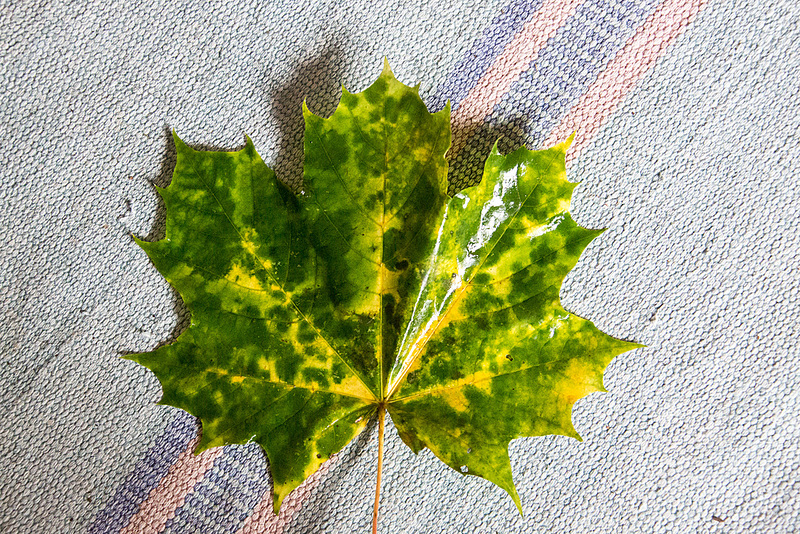 20141013 5641VRAw [D~RI] Ahornblatt, Rinteln