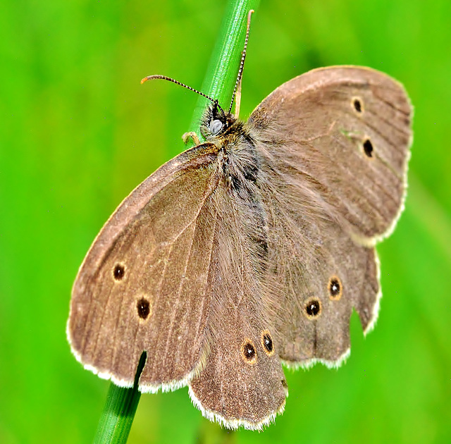 Ringlet. Aphantopus hyperantus