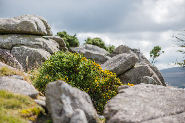 Dartmoor -  20150831