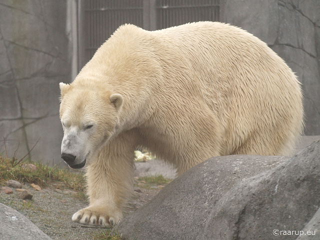 Polar bear Ivan, 2