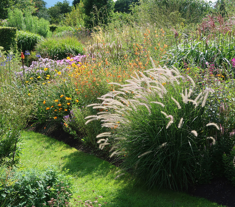 Pennisetum in a lovely mixed border