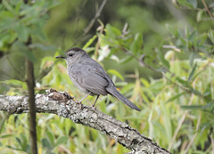 Catbirds