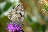 Iberian Marbled White-DSA 7546