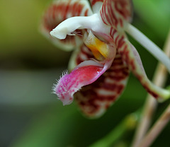 Phalaenopsis sumatrana (South Thailand)