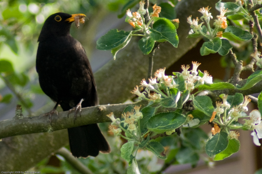 Amsel