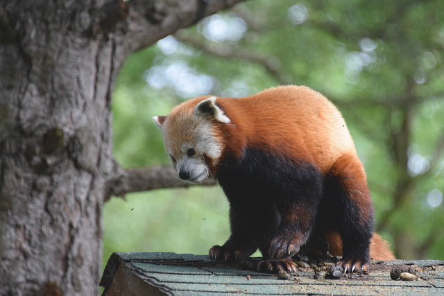 Edinburgh Zoo (19) - 2 August 2019