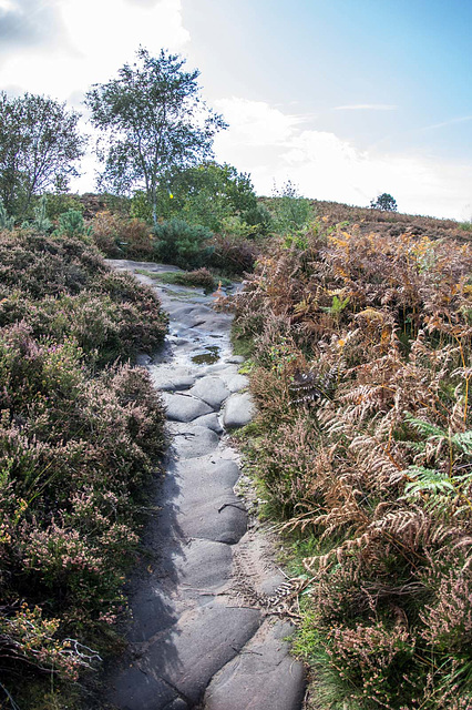 Thurstaston common15