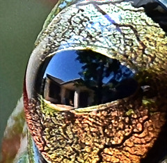 Frogs eye view
