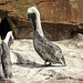 20190901 5625CPw [D~VR] Braunpelikan [Amerikanischer Pelikan], Vogelpark Marlow