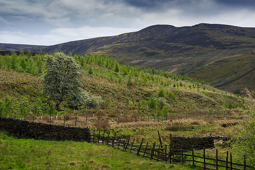 The trees have grown