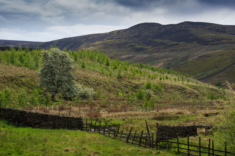 The trees have grown