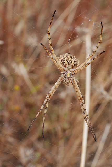 Argiope lobata, Cesteira-dos-matos