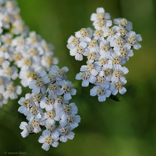 Achillea millefolium (1)