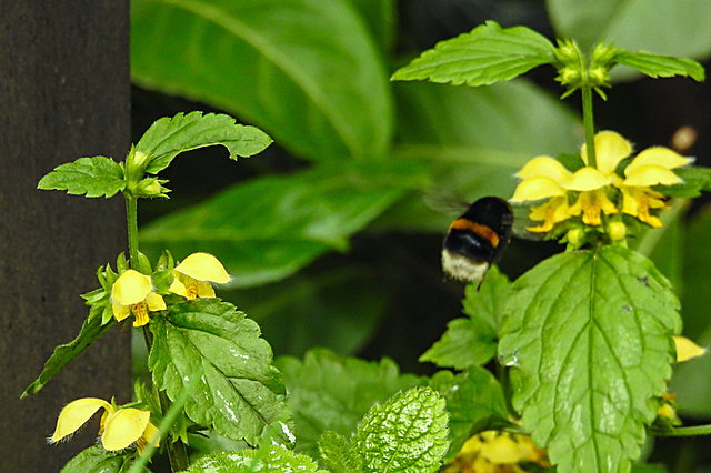 20210501 0144CPw [D~LIP] Dunkle Erdhummel, Goldnessel (Galeobdolon luteum agg), Bad Salzuflen