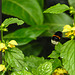 20210501 0144CPw [D~LIP] Dunkle Erdhummel, Goldnessel (Lamium galeobdolon), Bad Salzuflen