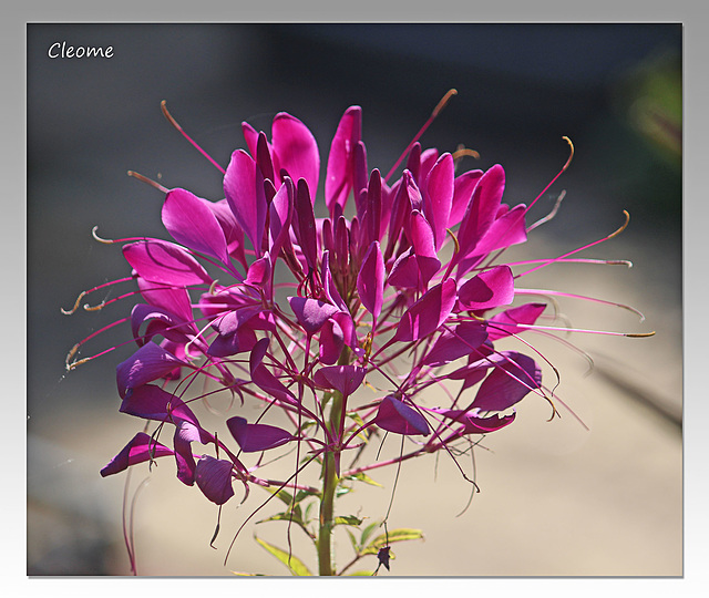 Cleome EB 21 8 2019