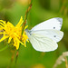 Pieris napi an gelber Blüte