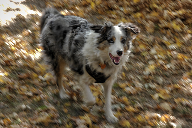 Fall Pup