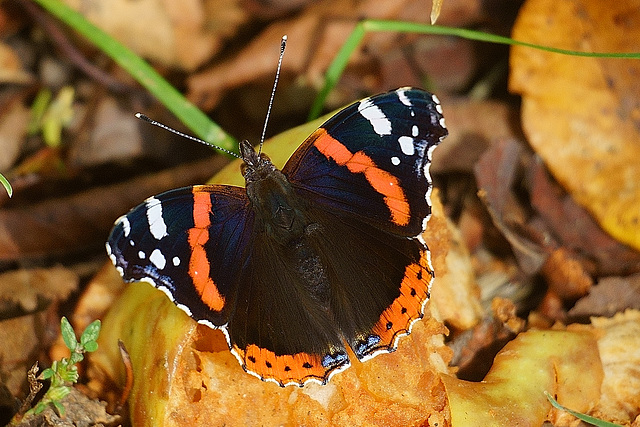 Der Admiral, ein Fruchtjunkie