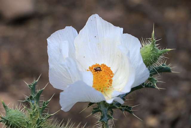 Thistle Poppy