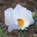 Thistle Poppy