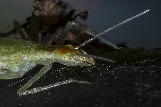 Tree cricket