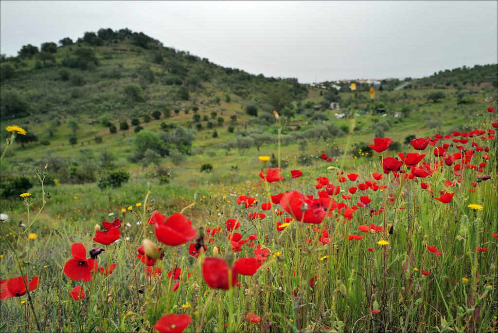 Papaver Rhoeas, Castelhanos, Calima days...